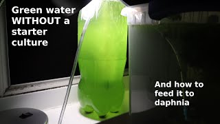 Green Water WITHOUT a Starter Culture  From Scratch  How To [upl. by Trelu]