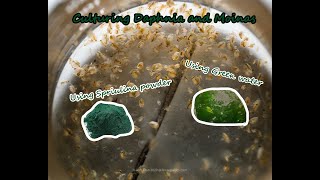 How To Culture Daphnia and Moinas using Green Water Spirulina powder [upl. by Melquist]