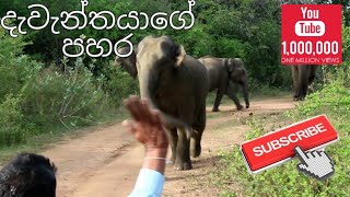 Elephant Attack in National park  Subscribe our Chanel👈👈  elephantattack elephant [upl. by Eninahpets]