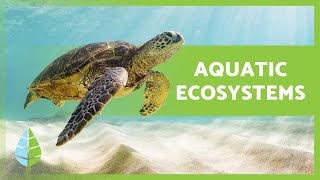 AQUATIC ECOSYSTEMS 🏝️🐠 Characteristics TYPES and Examples [upl. by Aiblis]