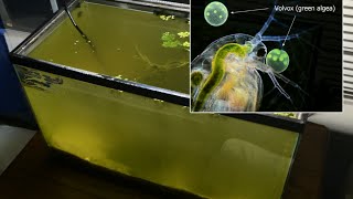 Raising Daphnia for the Freshwater Aquarium [upl. by Rania]