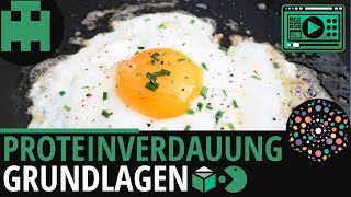 Proteinverdauung einfach erklärt│Biologie Lernvideo Learning Level Up [upl. by Suciram453]