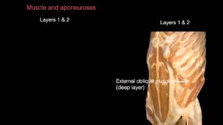 Ant Abdominal Wall Anterior view [upl. by Aiki]