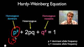 Solving Hardy Weinberg Problems [upl. by Tedric]