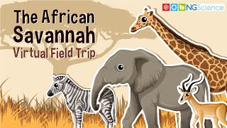 African Savannah – Virtual Field Trip [upl. by Nauaj]