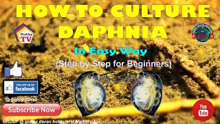 HOW TO CULTURE DAPHNIA In Easy Way [upl. by Ylac]