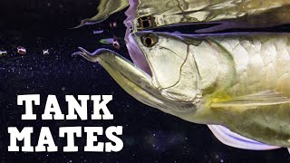 Top 10 Tank Mates For Arowanas [upl. by Nichole86]